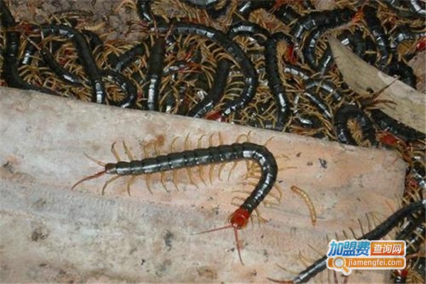 黄经药蝎蜈蚣养殖加盟费