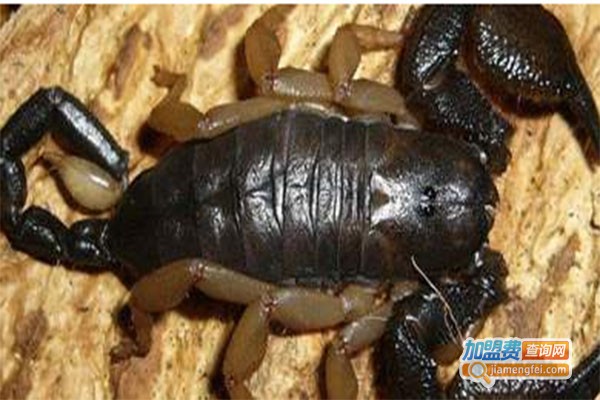 科利农速丰龙蝎加盟费