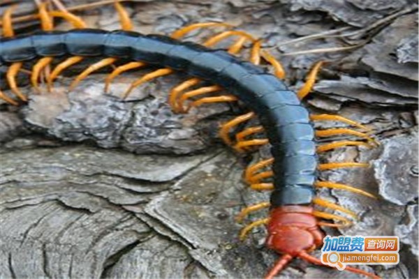 惠农九号蜈蚣加盟费