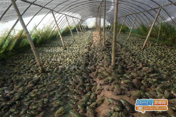 淡水牛蛙加盟费