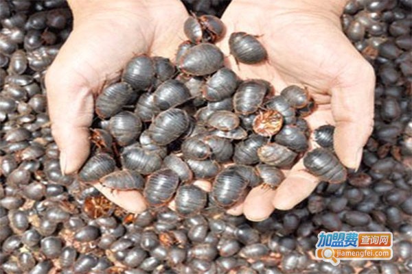 新羽九号土元加盟费