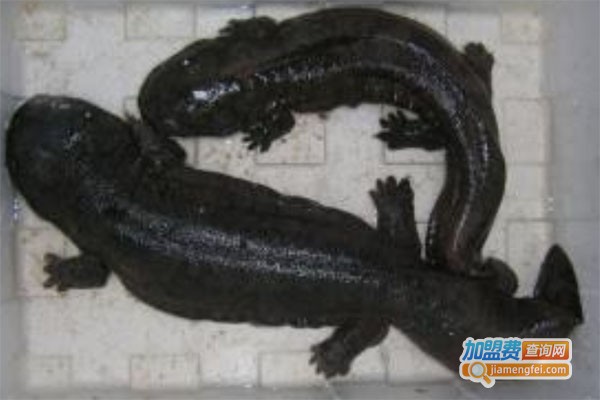 东方神鲵加盟费