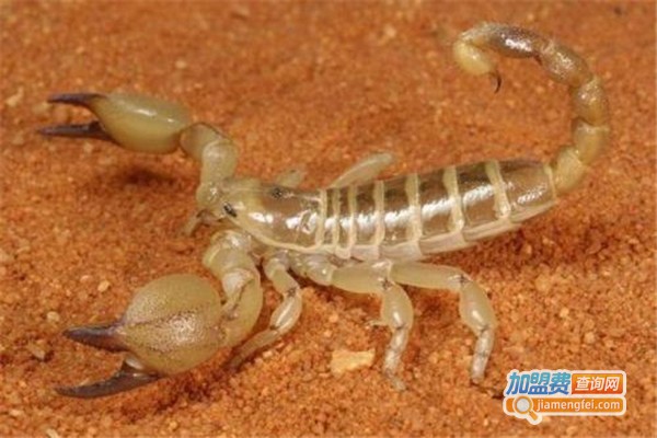 惠农九号金蝎加盟费