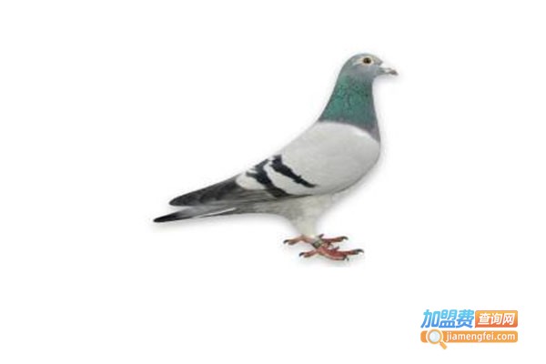 福莱尔美国皇鸽加盟费