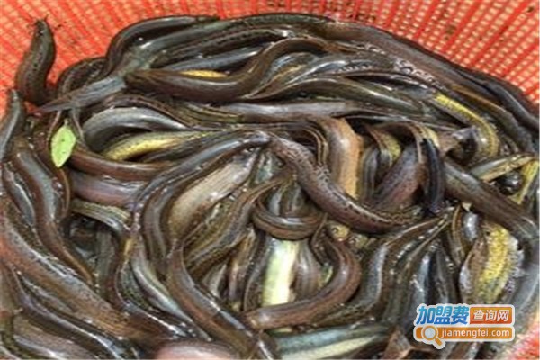 农丰香鳅加盟费