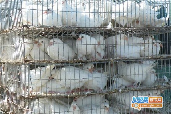 美国纯鸽加盟费