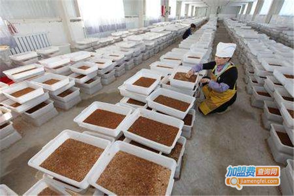 农大七号黄粉虫养殖加盟费