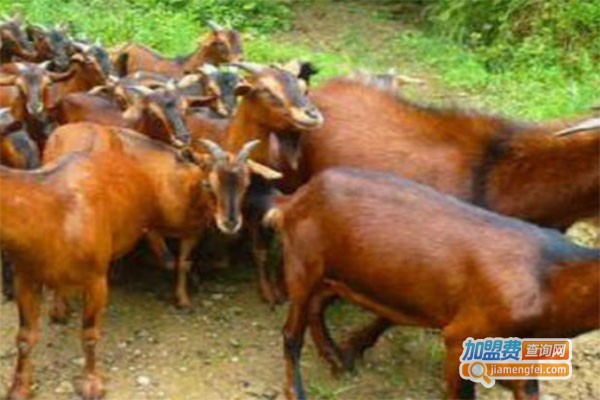 南江黄羊养殖加盟