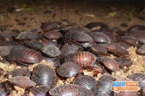 新羽九号土元加盟费