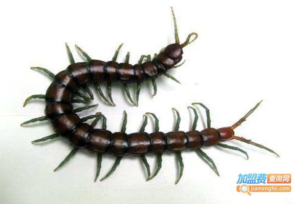 农邦蜈蚣养殖加盟费