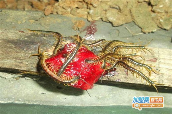 黄经药蝎蜈蚣养殖加盟费