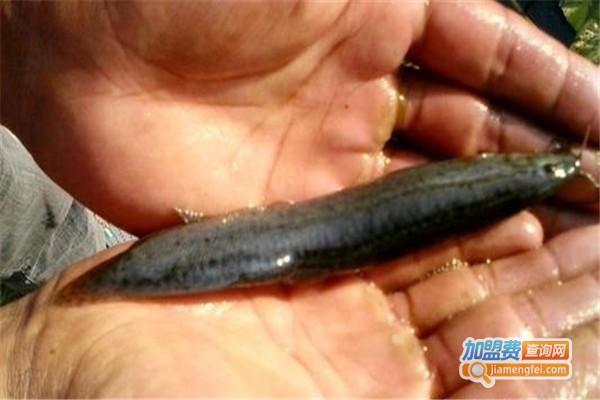 农丰香鳅加盟费