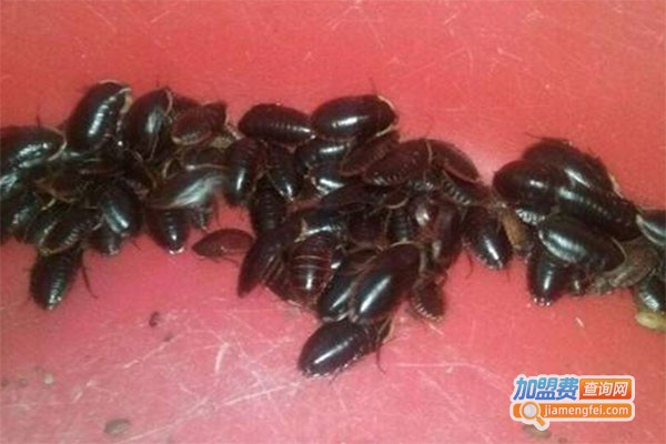 百叶九号土元加盟费