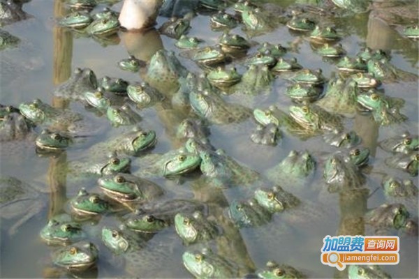 淡水牛蛙加盟费