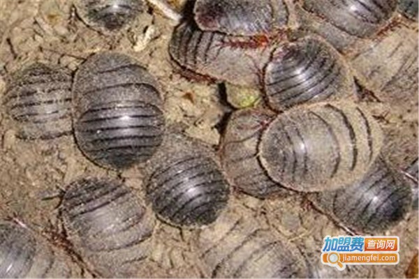 华邦8号土元加盟费