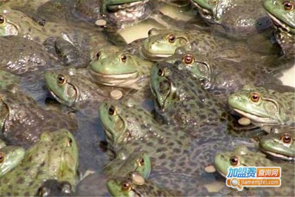 淡水牛蛙加盟费