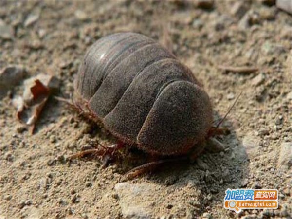神农3号土元加盟门店