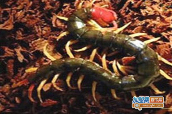 惠农九号蜈蚣加盟费