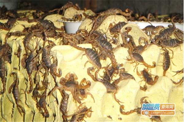 世纪蝎王养殖加盟费