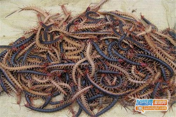 中华杂交蜈蚣养殖加盟费