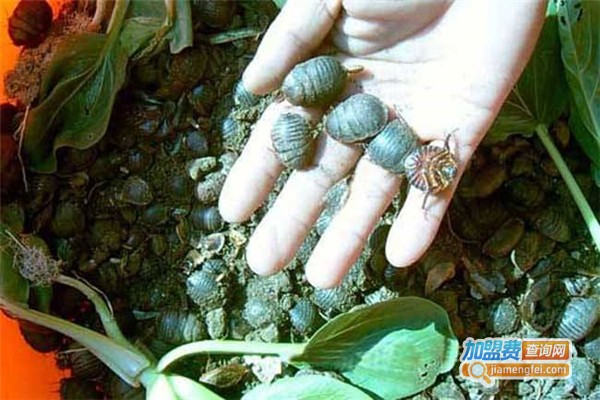 速生土元加盟费