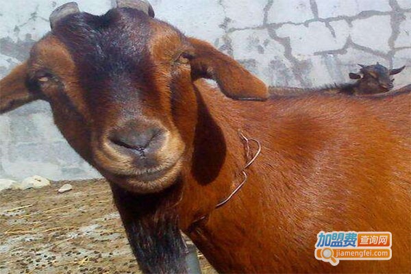 南江黄羊养殖加盟