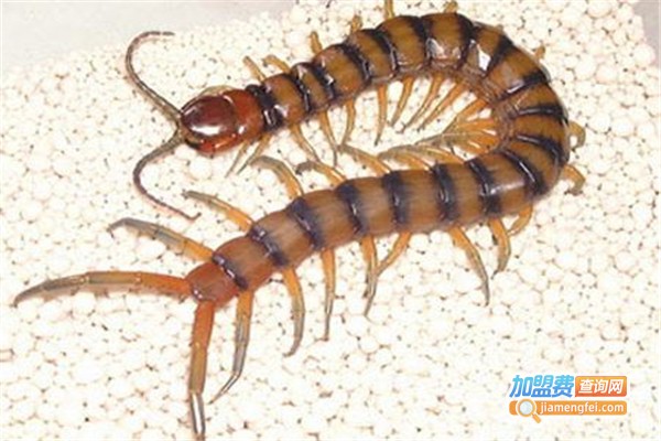 惠农九号蜈蚣加盟费