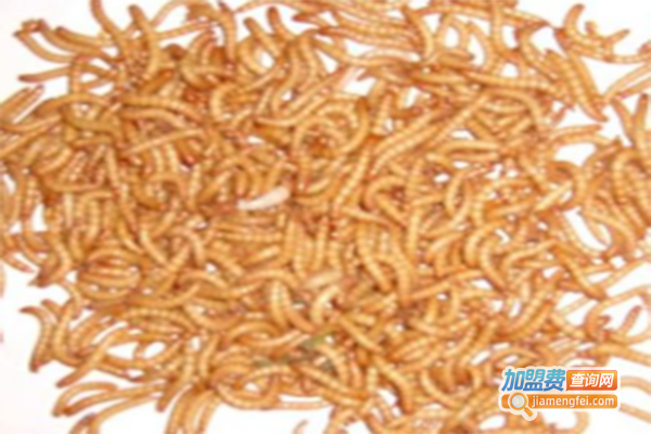 农博1号黄粉虫加盟门店