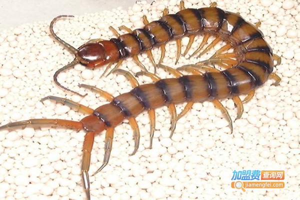 翰思8号养殖加盟