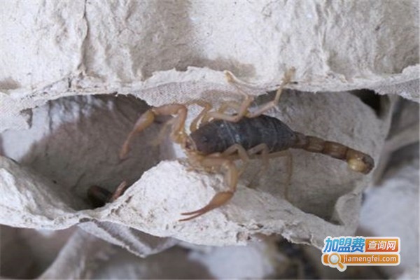 华中九号金蝎养殖加盟费