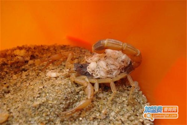 晨丰8号金蝎加盟费