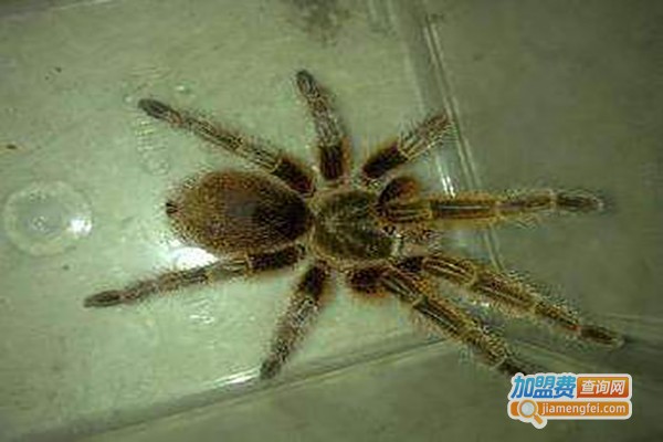 澳洲蜘蛛养殖加盟费