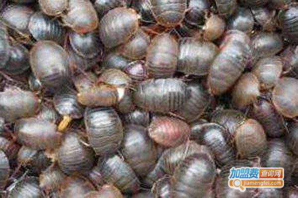 农大2号杂交金土元加盟