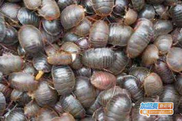 惠民一号土元加盟门店