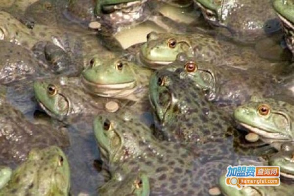 恒宝牛蛙养殖加盟