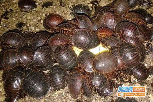 中美2号土元加盟费