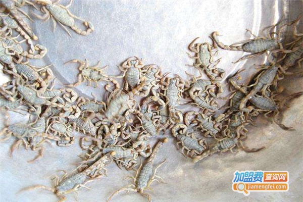 飞耀金蝎加盟费