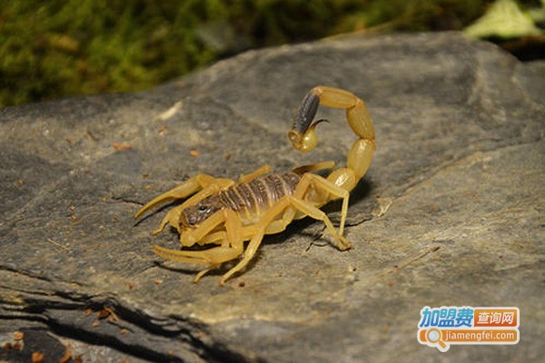 先丰8号金蝎加盟