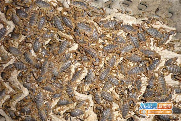 阳光8号蝎子加盟费