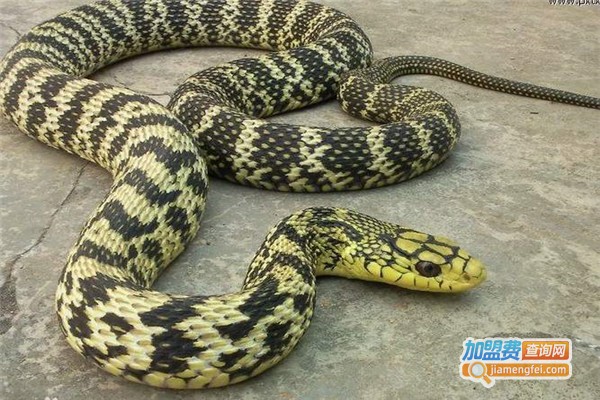 华中九号养殖加盟费