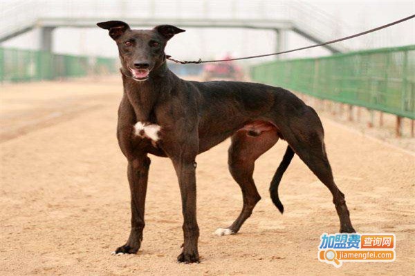 万农8号养殖加盟费