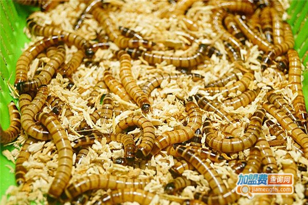 长江超级黄粉虫加盟费