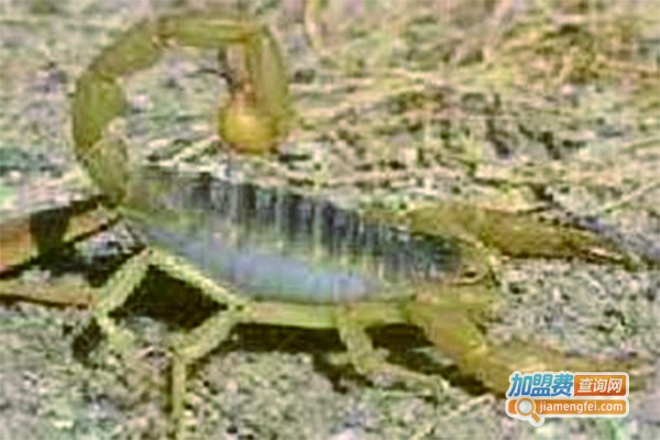 众生金蝎养殖加盟费