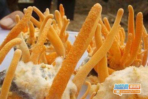 农博6号金虫草加盟门店