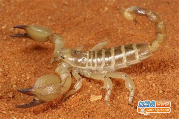 华中九号金蝎养殖加盟费