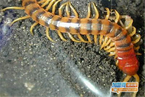 富农八号蜈蚣加盟费