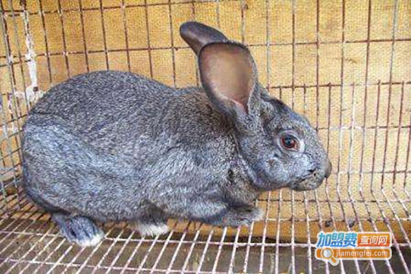 农福生野兔养殖加盟费