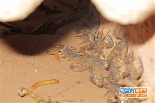 晨丰8号金蝎加盟费