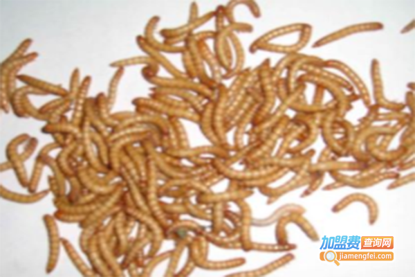 农博1号黄粉虫加盟门店