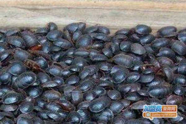 兴农九号土元加盟